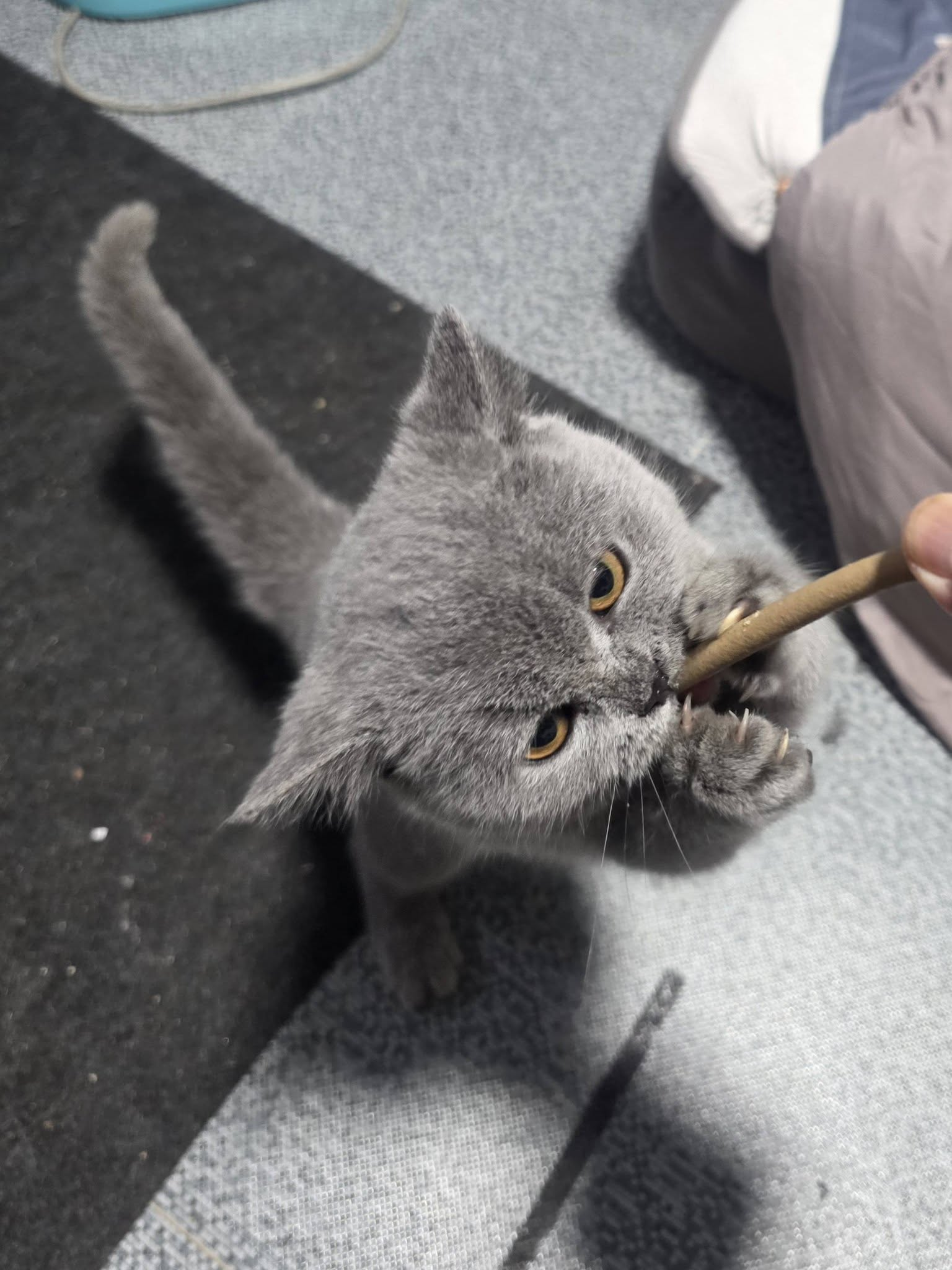 Kanphong's grey cat playing